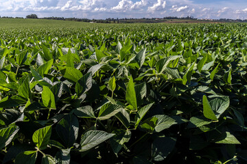 Rural landscape with fresh green soy field. Soybean field, in Brazil.