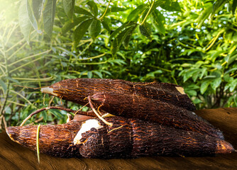 Freshly harvested raw cassava on a wooden table with a plantation in the background in Brazil