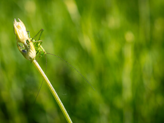 dragonfly on the grass