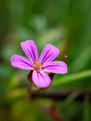 Fototapeta premium close up of flower