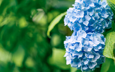 青い紫陽花のクローズアップ写真、緑の背景