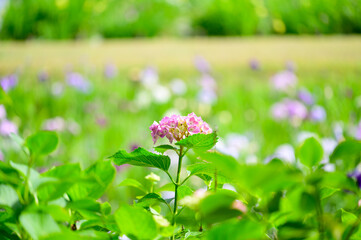 ピンクのアジサイと背景に菖蒲が咲く夏の庭園
