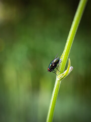 dragonfly on a leaf