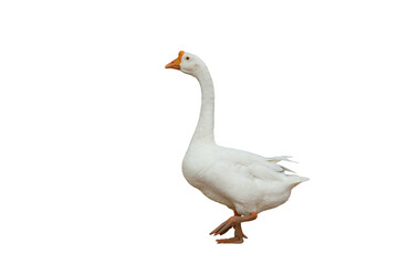 Beautiful American pekin isolated on transparent background png file