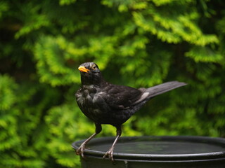 blackbird in the garden,amsel im garten