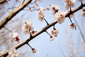 The photograph shows the leaf of a tree with numerous white blossoms, which may indicate that it is spring. The background is rosemary, it looks like the sky is clear. These images may be useful or re