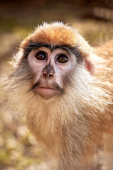 The photograph shows a close-up of the monkey's fur, the central part of which is blurred. The fur appears to be light with some dark roots, which may indicate that it belongs to a mammal.
