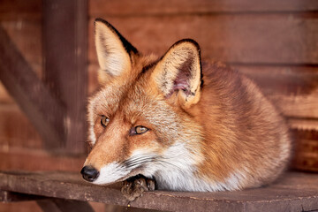 Fototapeta premium It depicts a fox resting with its head on its front paws. The fox has reddish-brown fur, sharp, pointed ears, and watchful eyes that look slightly to the side. The background is blurred but appears to