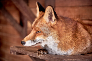 It depicts a fox resting with its head on its front paws. The fox has reddish-brown fur, sharp, pointed ears, and watchful eyes that look slightly to the side. The background is blurred but appears to