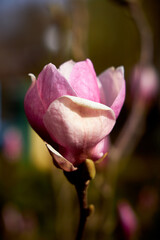 Close-up of a magnolia flower. The flower has pink petals with white edges that are not yet fully...