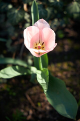 A single pink tulip against a background of green leaves and earth. The flower has fully bloomed, showing off its delicate petals and dark stamens in the center.