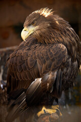 A large bird, particularly an eagle, with dark brown feathers and a sharp yellow beak. The eagle's head is turned slightly to the side, showing its profile. The background is blurred, emphasizing the 