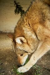The image shows a close-up of a wolf looking off. The wolf has a thick coat of fur with shades of brown and gray, and its eyes are beehive and pointed. The background is blurry, but it looks natural.