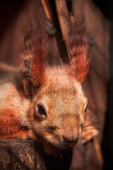 Red squirrel animal on a burgundy background.