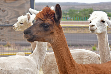 Shear marks on newly shorn alpacas