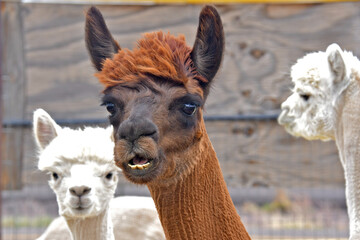 Brown Alpaca not pleased with short hair cut after close shearing 