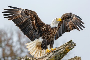 Obraz premium Majestic bald eagle displaying wings in hdr on white background, shot with sony a7