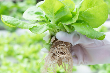 Beautiful young female researcher inspects the quality of organic vegetable salad.