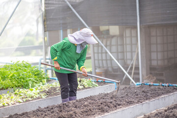 Employees are preparing the soil to plant salad vegetables.