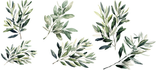 a watercolor painting of an olive branch, in the style of minimalist 