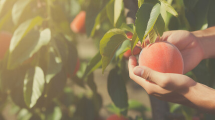 農業, 農家, 植物, 果物, 桃, 手, 収穫, 桃を収穫する男性の手, agriculture, farmer, plant, fruit, peach, hand, harvest, man's hand harvesting peach
