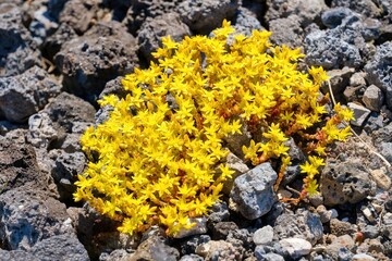 Sedum acre, commonly known as the goldmoss stonecrop, mossy stonecrop, goldmoss sedum, biting stonecrop.