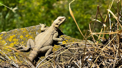 Lizard sits in dry grass on rock covered with moss and lichen against background of green grass. Wildlife and nature photographs capturing behavior of reptiles in their natural habitat.