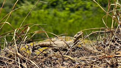 Lizard camouflage among dry grass and rocks in sunny natural habitat. Wildlife and nature photography capturing reptilian behavior. Natural background.