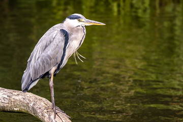 Reiher