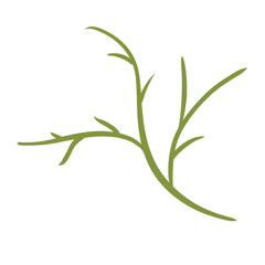 rosemary isolated on white