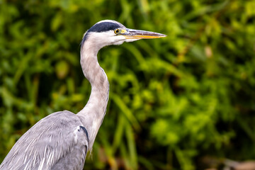 Reiher