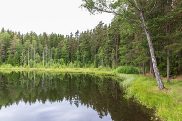 Obraz premium Shoreline at a forest lake