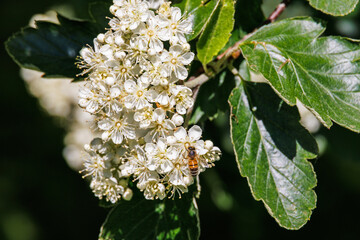 Swedish whitebeam flowers with a honeybee