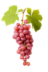 Obraz premium unpicked grapes, plain white background.
