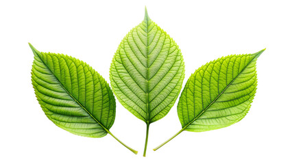 Fototapeta premium Fresh green leaves by themselves on a white background