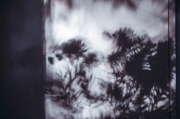 Natural shadows of leaves and branches, summer seasonal concept. Abstract neutral nature concept blurred background.