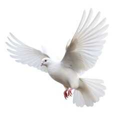 white pigeon flying in air on an isolated white background