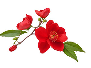 red flower isolated on white background