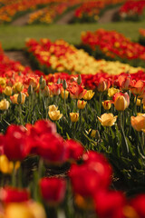 Vertical colorful tulip field with red and yellow flowers