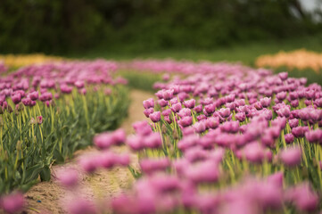 Light purple tulip flower field with a winding path
