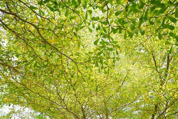 Fresh Black Afara branch or Ivory Coast almond plant in garden with green blur background 