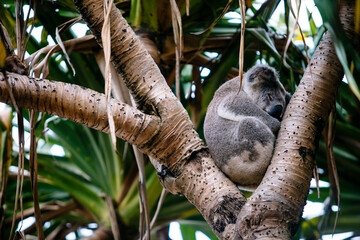 Koala sleeping in a tree