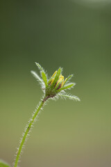 Daisy bud ready to bloom