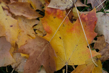 Maple leaves on the ground with dew