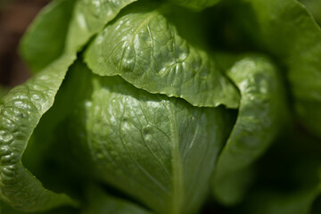 Romain lettuce in the garden