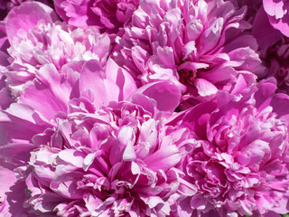Vibrant Pink Peony Blossoms in Full Bloom Captured Up Close