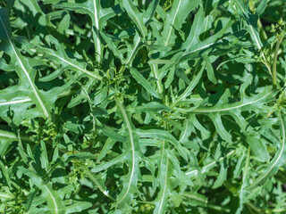 Fototapeta premium Close-Up of Fresh Green Arugula Leaves in a Garden for Healthy Spring Salad Ingredients