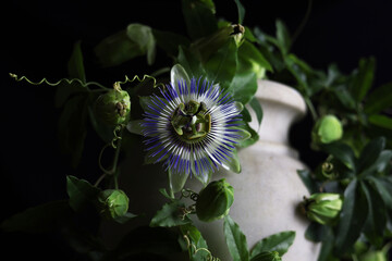 Magnifici fiori di passiflora in primo piano