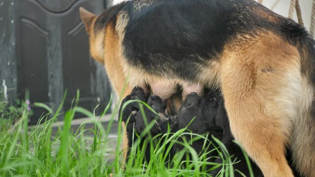 A lactating female German Shepherd breastfeeds many of her puppies while standing outdoors. hungry little puppies suck milk from the breast of a nursing dog. Purebred dog breed