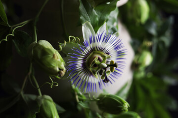 Magnifici fiori di passiflora in primo piano